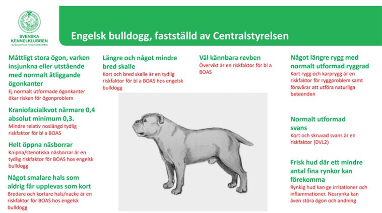 SKK fastställer nya målbilder för brakycefala hundraser