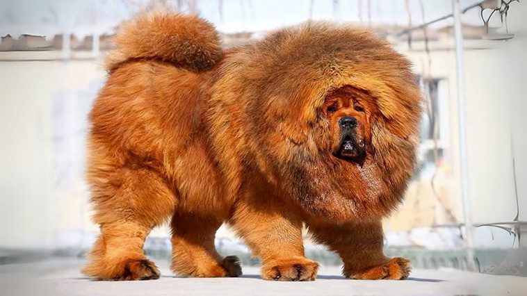 Miljonhunden: Röd Tibetansk Mastiff blev världens dyraste hund genom tiderna