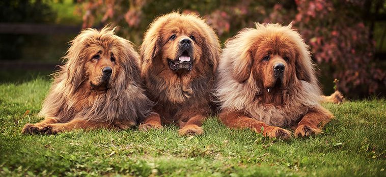 Miljonhunden: Röd Tibetansk Mastiff blev världens dyraste hund genom tiderna