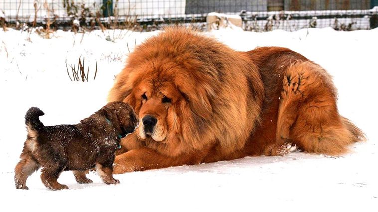 Miljonhunden: Röd Tibetansk Mastiff blev världens dyraste hund genom tiderna