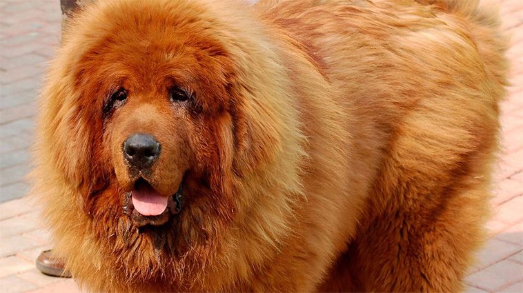 Miljonhunden: Röd Tibetansk Mastiff blev världens dyraste hund genom tiderna