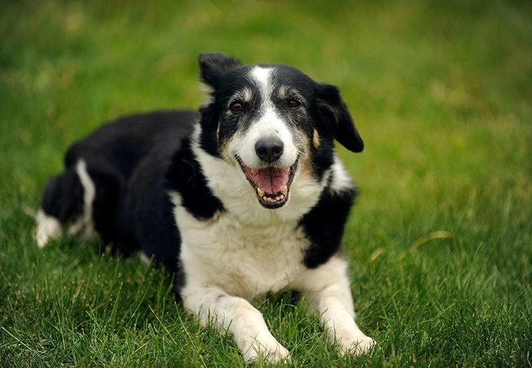 Paret vägrade avliva sin svårt sjuka hund – döms nu för djurplågeri