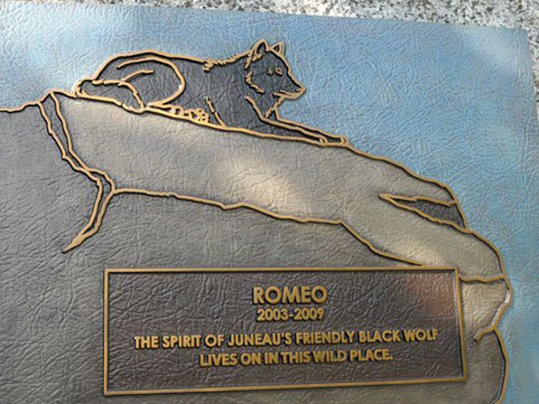 Den sanna historien om Romeo: Den vänliga vargen