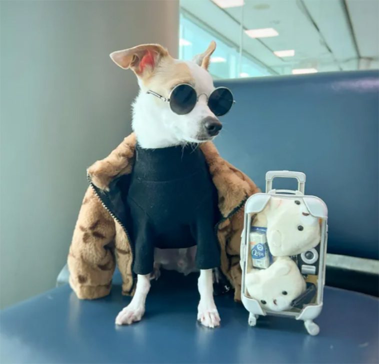 Möt världens mest bortskämda hund: Bao, Chihuahuan som lever ett lyxliv
