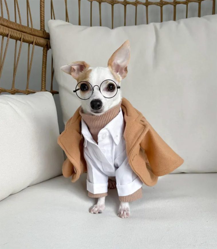 Möt världens mest bortskämda hund: Bao, Chihuahuan som lever ett lyxliv