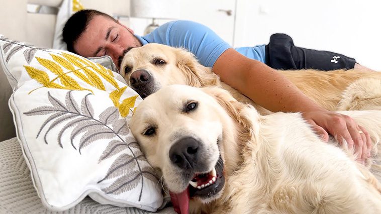 10 anledningar varför du aldrig någonsin bör skaffa en Golden Retriever