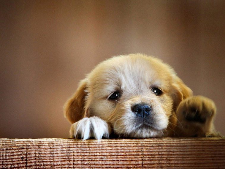10 anledningar varför du aldrig någonsin bör skaffa en Golden Retriever