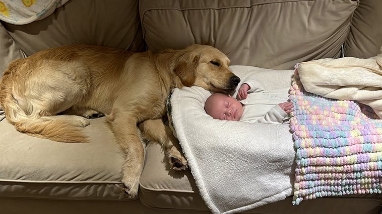 10 anledningar varför du aldrig någonsin bör skaffa en Golden Retriever