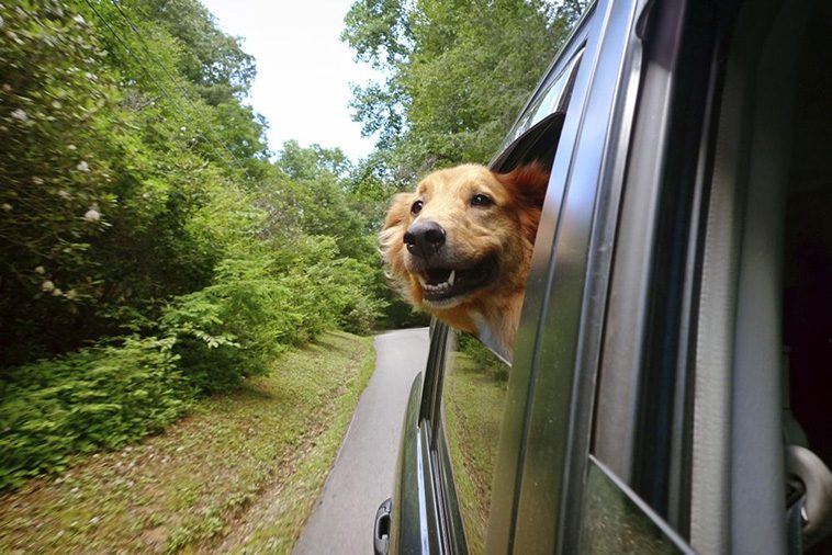 10 anledningar varför du aldrig någonsin bör skaffa en Golden Retriever