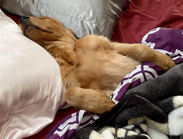 10 anledningar varför du aldrig någonsin bör skaffa en Golden Retriever