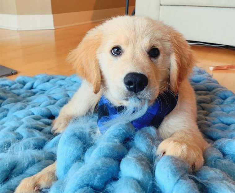 10 anledningar varför du aldrig någonsin bör skaffa en Golden Retriever