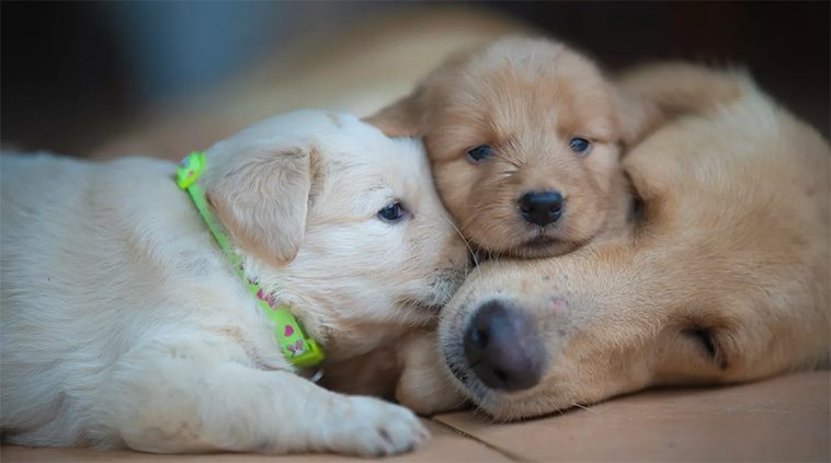 10 anledningar varför du aldrig någonsin bör skaffa en Golden Retriever