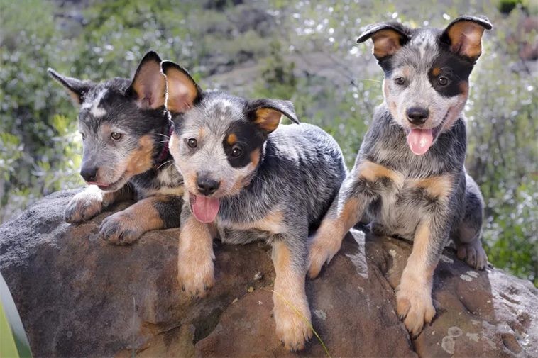 Hundraser: Australian Cattledog