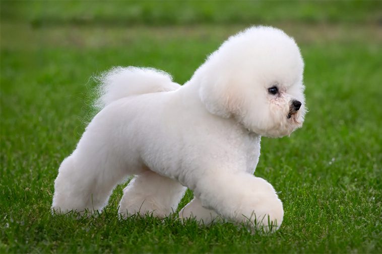 Hundraser: Bichon Frisé