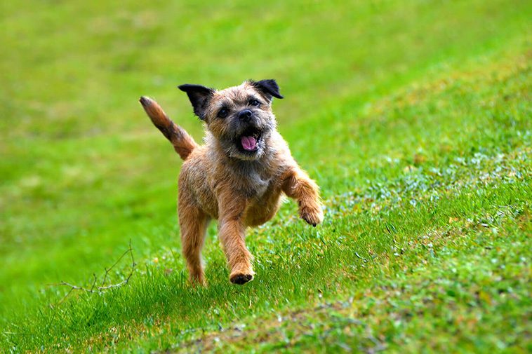 Hundraser: Borderterrier