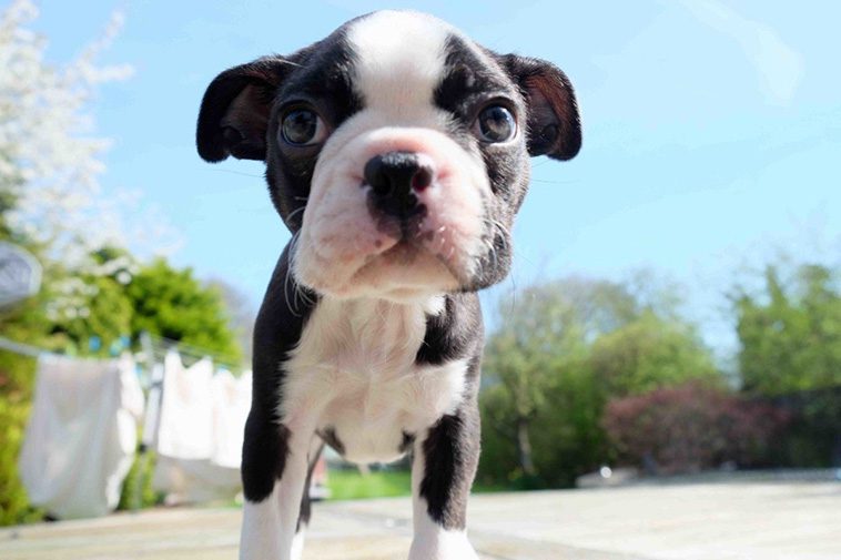 Hundraser: Bostonterrier