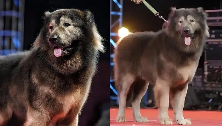 Cadabomb Okami – Världens dyraste hund såld för 5,3 miljoner euro