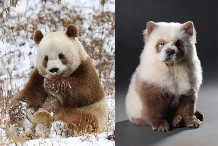 Cadabomb Okami – Världens dyraste hund såld för 5,3 miljoner euro