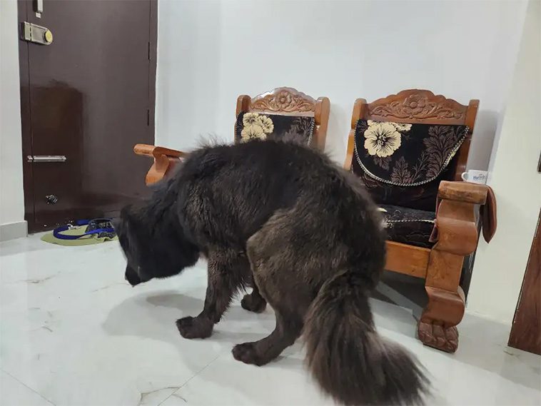 Cadabomb Okami – Världens dyraste hund såld för 5,3 miljoner euro