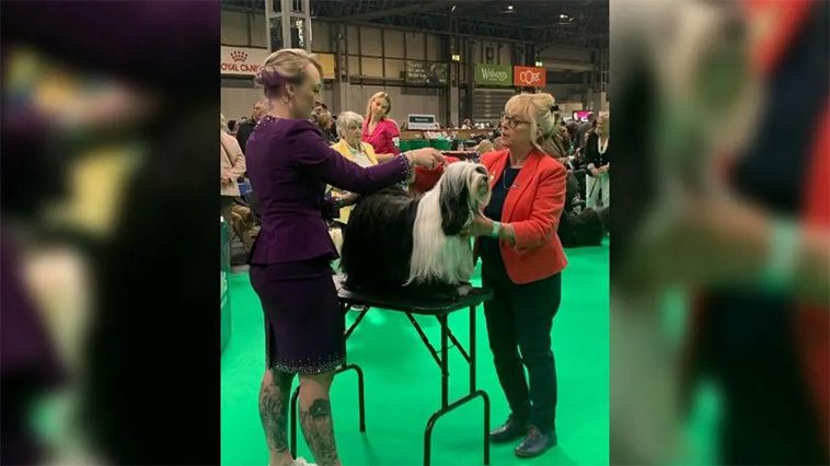 "Channel Island Dog of the Year" hade en fantastisk upplevelse på Crufts 2025