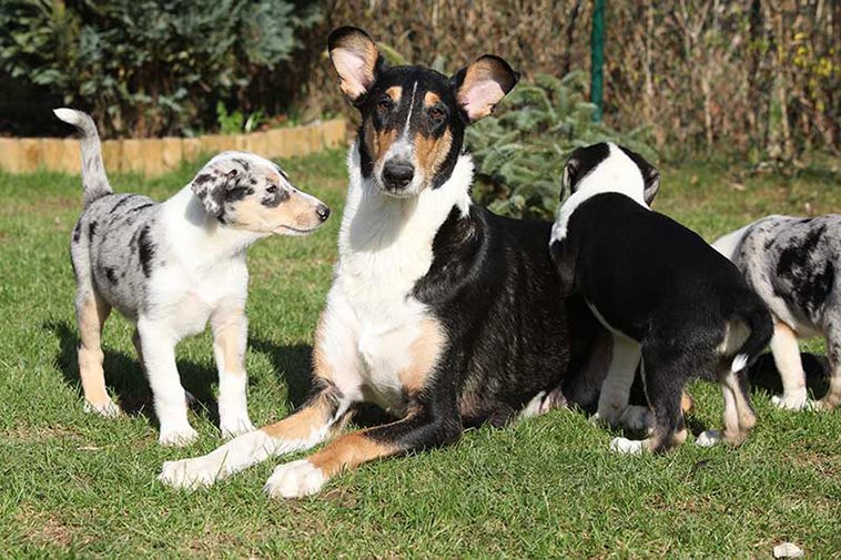 Hundraser: Collie (korthårig)