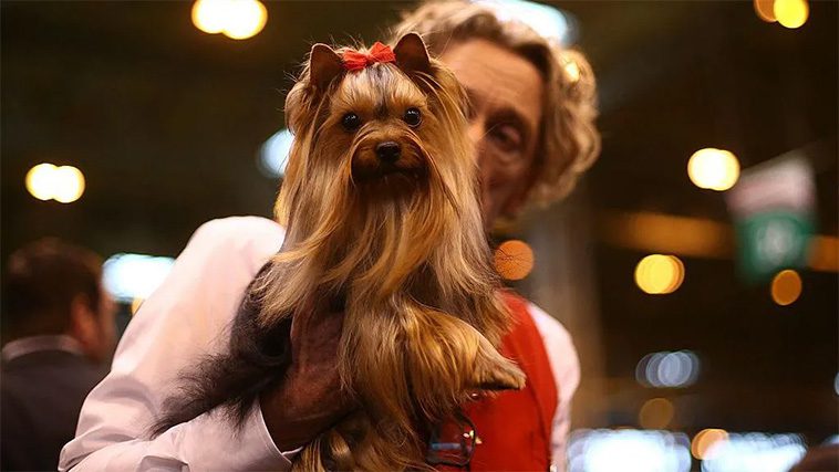 Idag börjar Crufts 2025 – här är tävlingen genom åren i bilder
