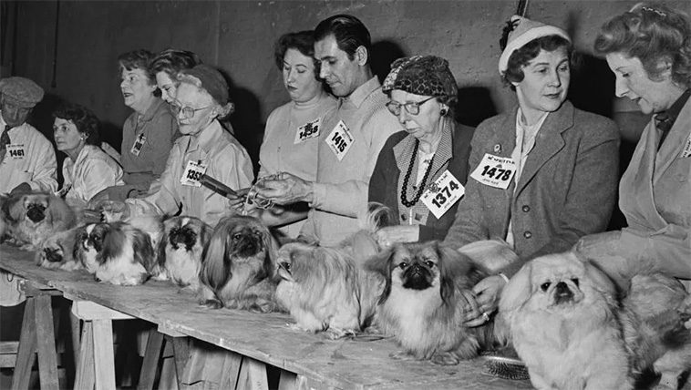 Idag börjar Crufts 2025 – här är tävlingen genom åren i bilder