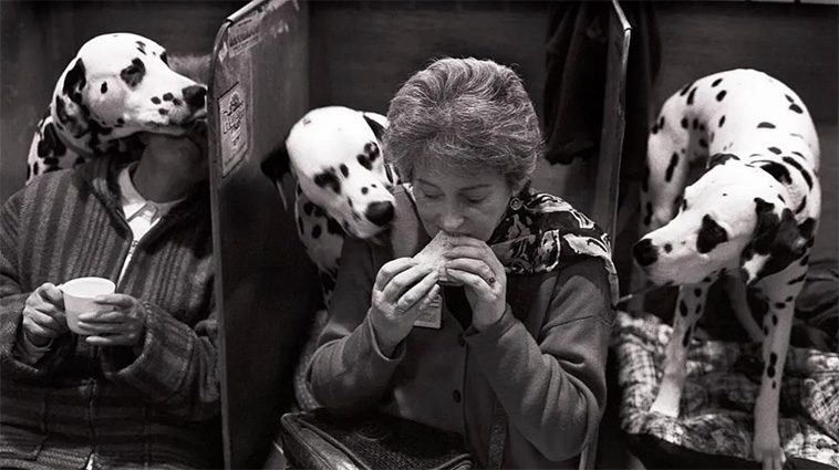 Idag börjar Crufts 2025 – här är tävlingen genom åren i bilder