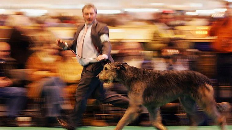Idag börjar Crufts 2025 – här är tävlingen genom åren i bilder