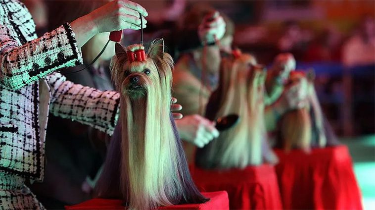 Idag börjar Crufts 2025 – här är tävlingen genom åren i bilder