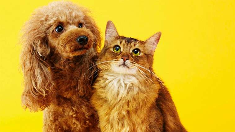 Hund vs. katt – Vilket husdjur är egentligen smartast? Ny studie ger svaret