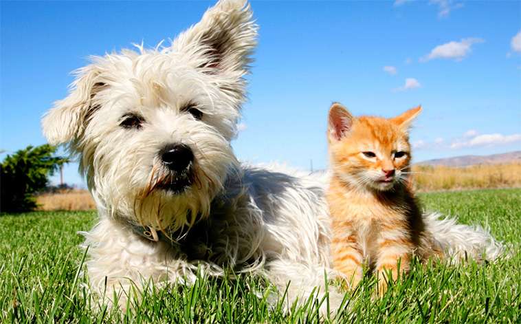 Hund vs. katt – Vilket husdjur är egentligen smartast? Ny studie ger svaret