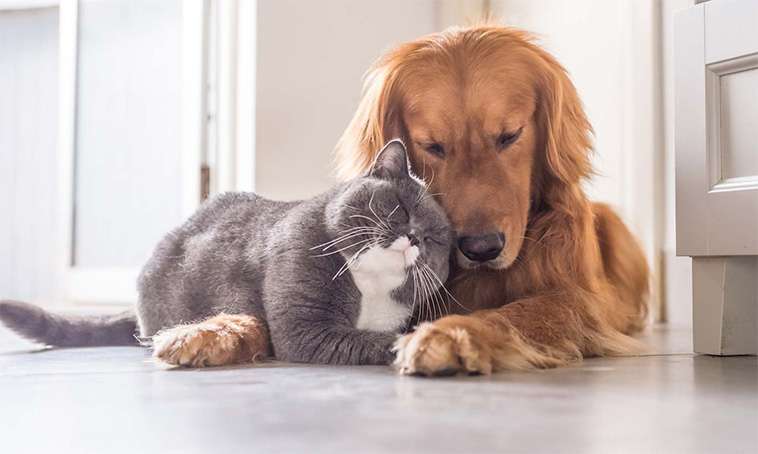 Hund vs. katt – Vilket husdjur är egentligen smartast? Ny studie ger svaret