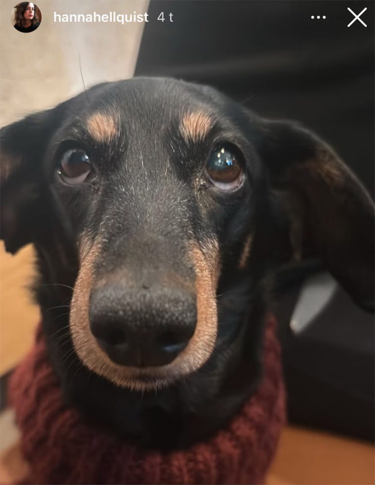 Massiv insamling för Hanna Hellquists hund Ines – över 90 000 kronor samlade