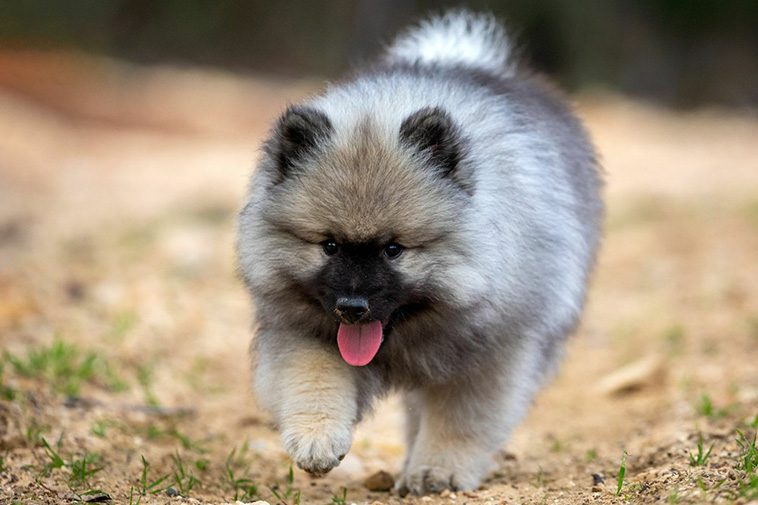 Hundraser: Keeshond