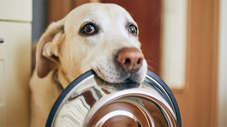 Forskare upptäcker gen som förklarar Labradorers och människors benägenhet att överäta