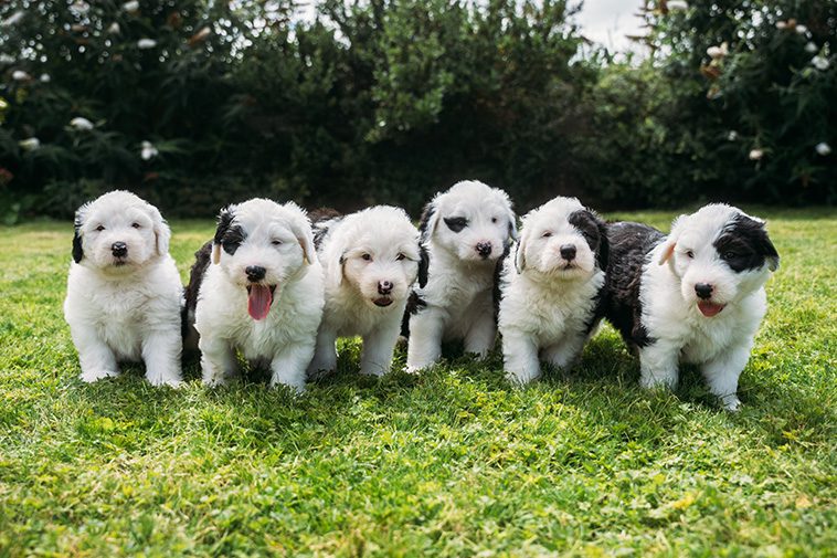 Hundraser: Old English Sheepdog