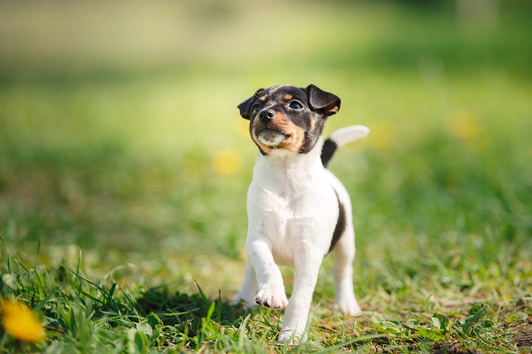 Hundraser: Släthårig Foxterrier