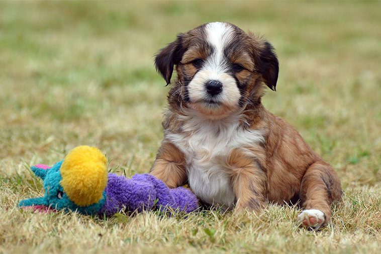 Hundraser: Tibetansk Terrier