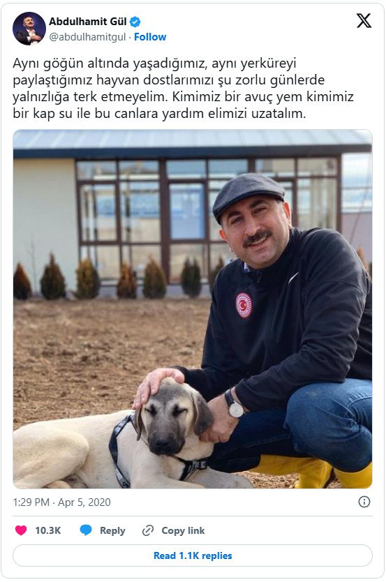 Turkiet: Lagen om att avlägsna herrelösa hundar ska genomföras fullt ut