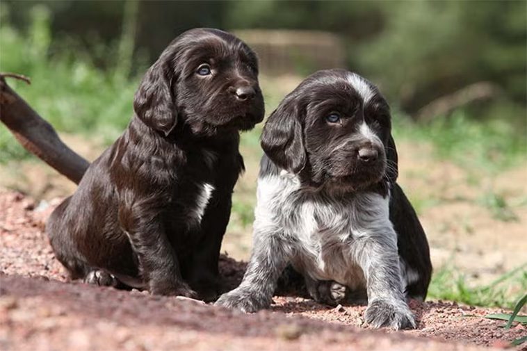 Hundraser: Wachtelhund