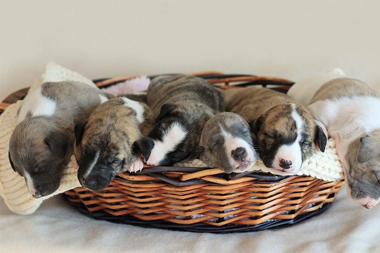 Hundraser: Whippet