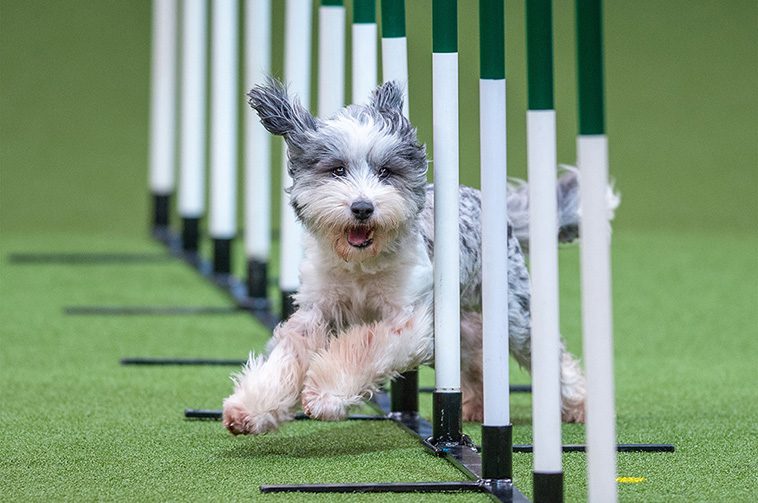 Så lite får vinnaren av 'Best in Show' på Crufts – chockande låga prispengar avslöjade