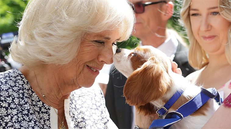 Drottning Camilla av Storbritannien älskar omplaceringshundar – och det borde vi också göra