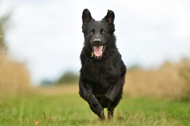 Tysk Schäferhund – 14 roliga och spännande fakta du inte får missa