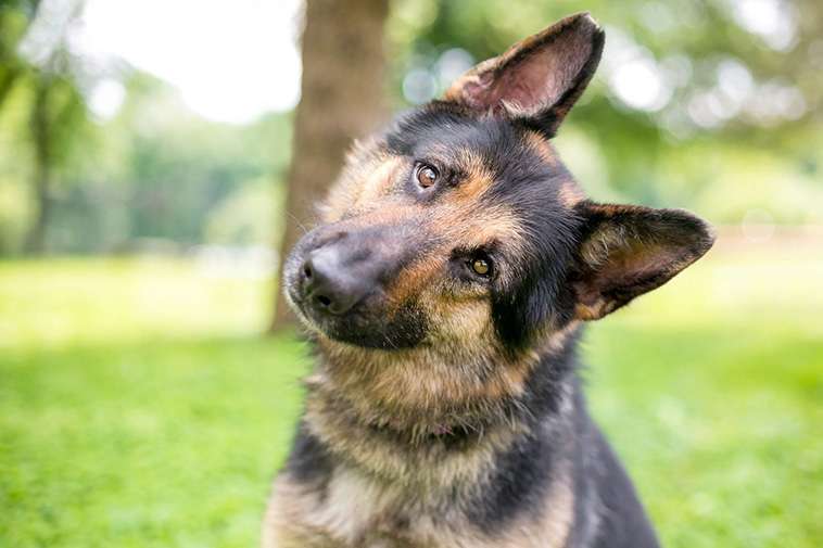 Tysk Schäferhund – 14 roliga och spännande fakta du inte får missa