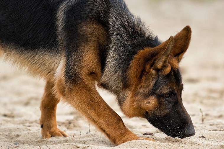 Tysk Schäferhund – 14 roliga och spännande fakta du inte får missa