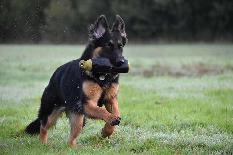 Tysk Schäferhund – 14 roliga och spännande fakta du inte får missa