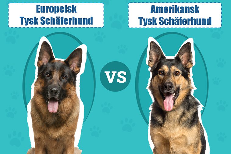 Tysk Schäferhund – 14 roliga och spännande fakta du inte får missa