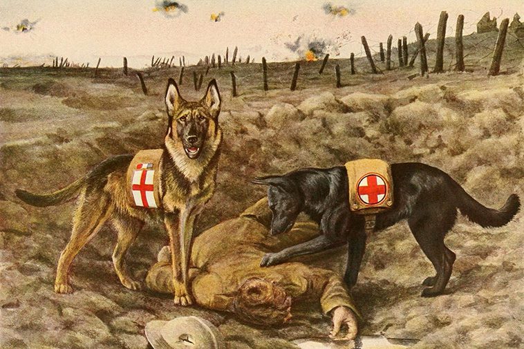 Tysk Schäferhund – 14 roliga och spännande fakta du inte får missa